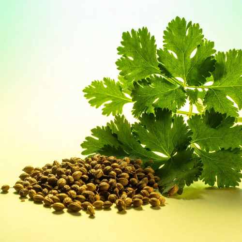 Coriander